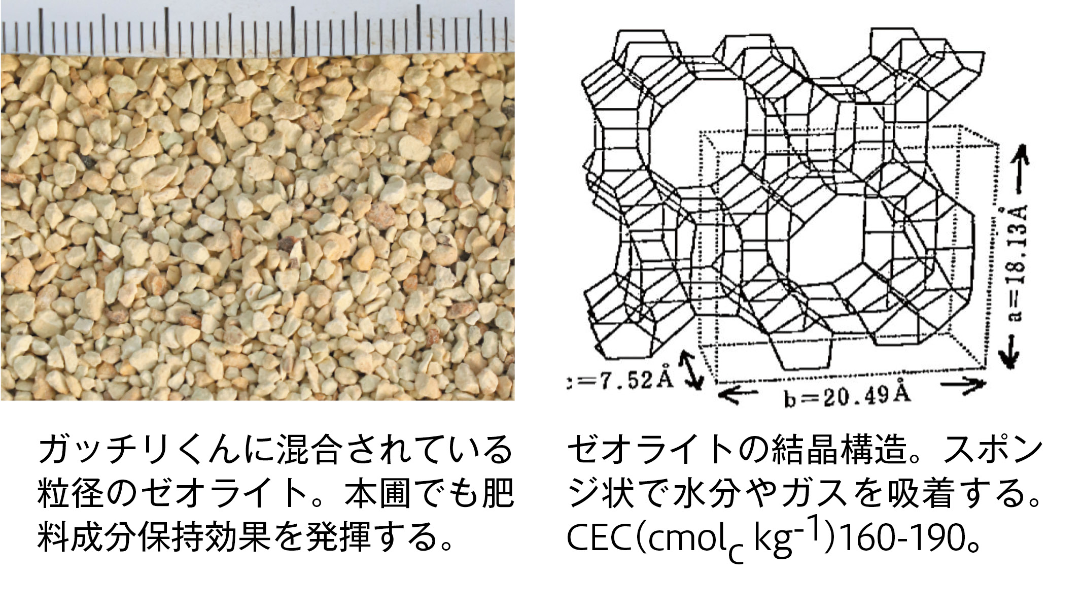 ガッチリくんに混合されている粒径のゼオライト。本圃でも肥料成分保持効果を発揮する。