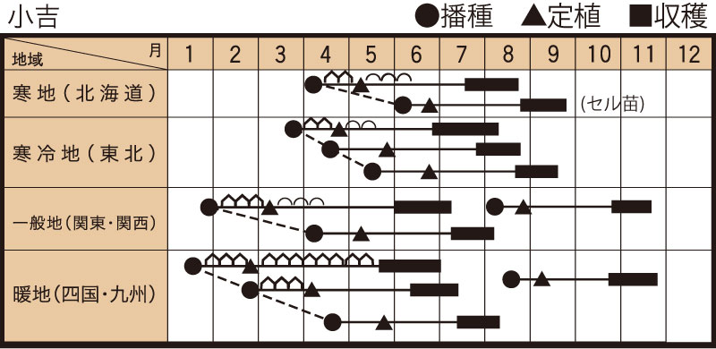 小吉黒ミニカボチャの作型カレンダー