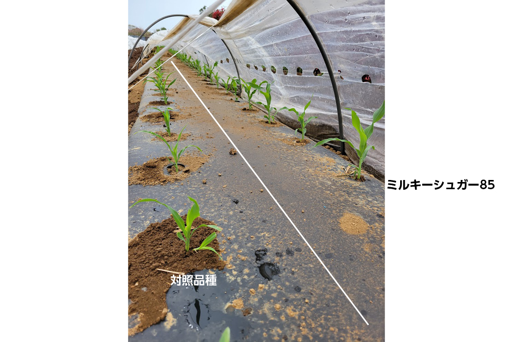 露地マルチトンネル直播
