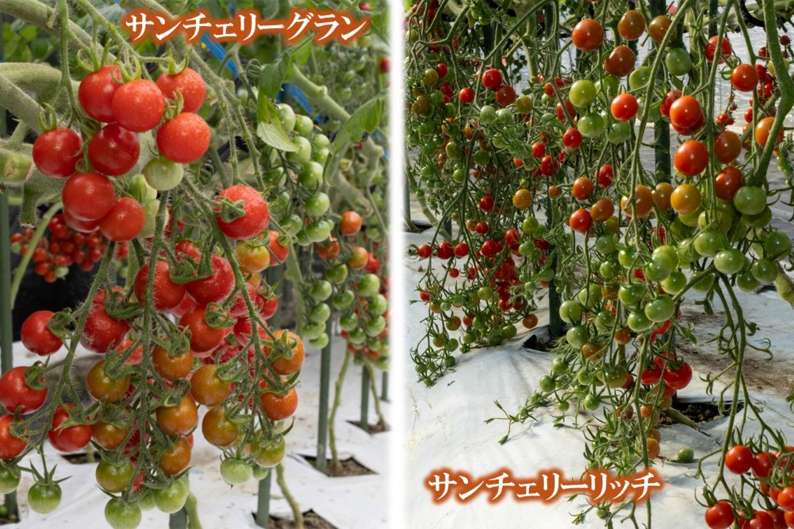 サンチェリーグラン・サンチェリーリッチ【ミニトマト】