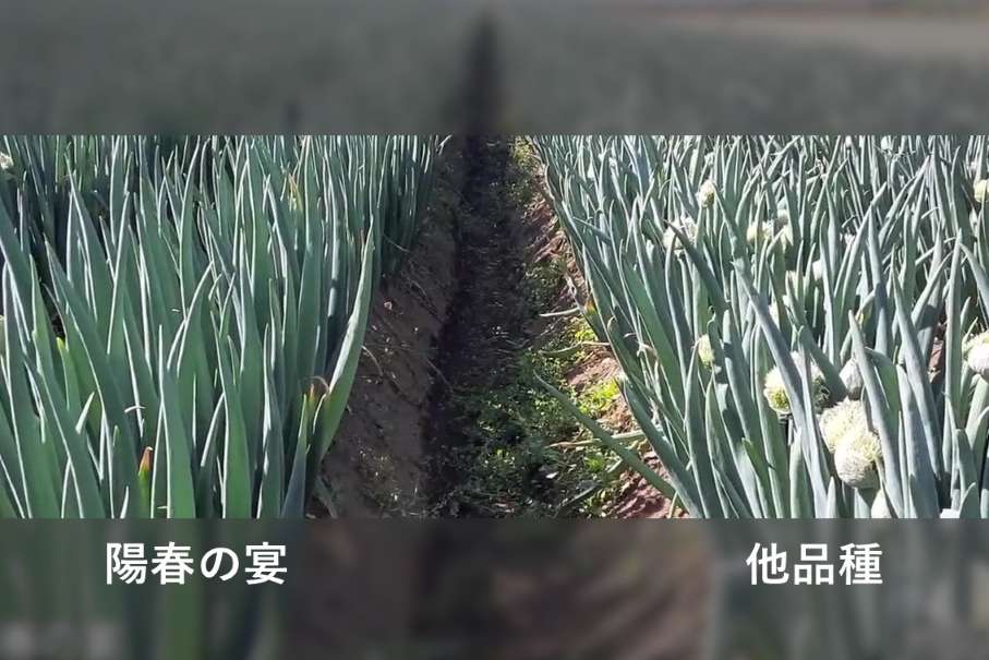 陽春の宴【ネギ】