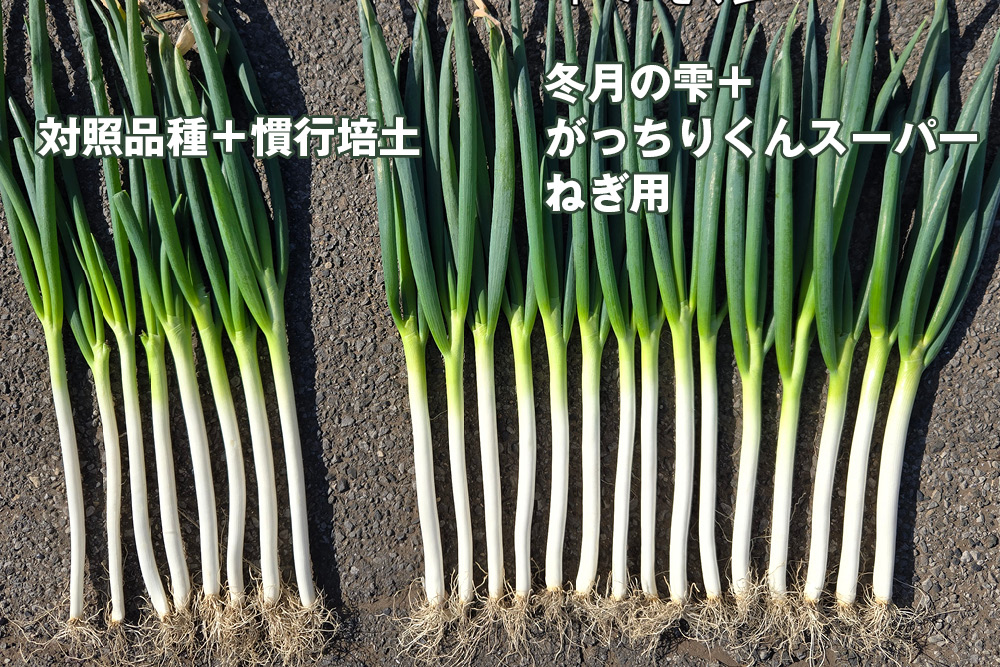 ネギ用培土 ガッチリくん 50L 2袋 ガッチリくん ねぎ用培土 - オガワのタネ オンラインショップ