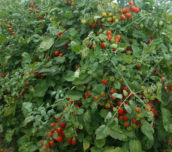 トマト ジャングルトマト わき芽はとらず 実をつける新しいタイプのミニトマト トキタ種苗の野菜品種カタログ 栽培ガイド