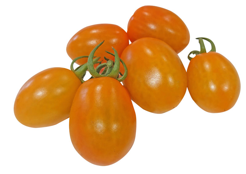 トマト ジャングルイエロー ミニトマト ミニトマト栽培の常識を転換 わき芽はとらずに黄色の果実をつける トキタ種苗の野菜品種カタログ 栽培ガイド