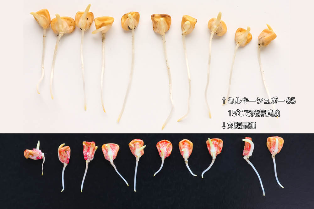 ミルキーシュガー８５ &reg;                                  