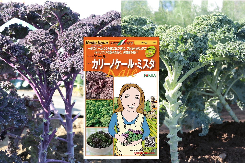 カリーノケールミスタ &reg;                                  