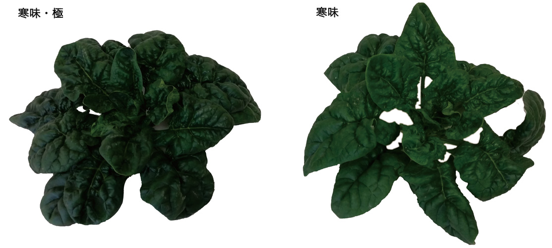 寒味・極2枚目