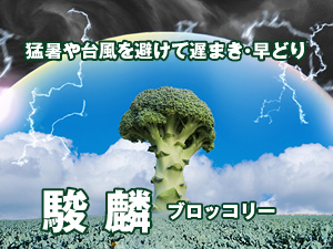 駿麟ブロッコリー特集