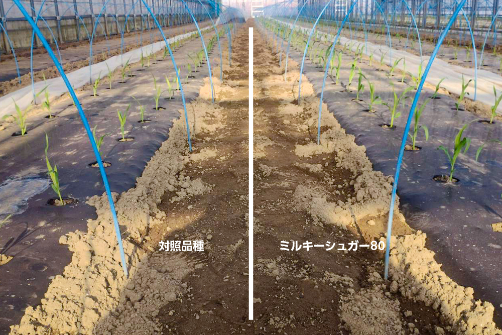 ミルキーシュガー80