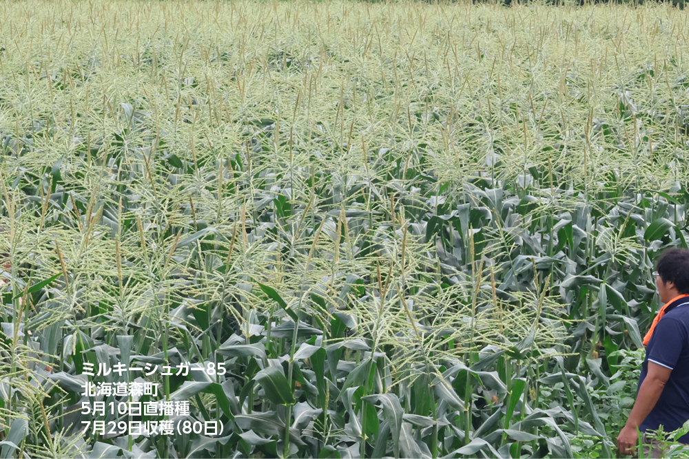 ミルキーシュガー85 露地直播