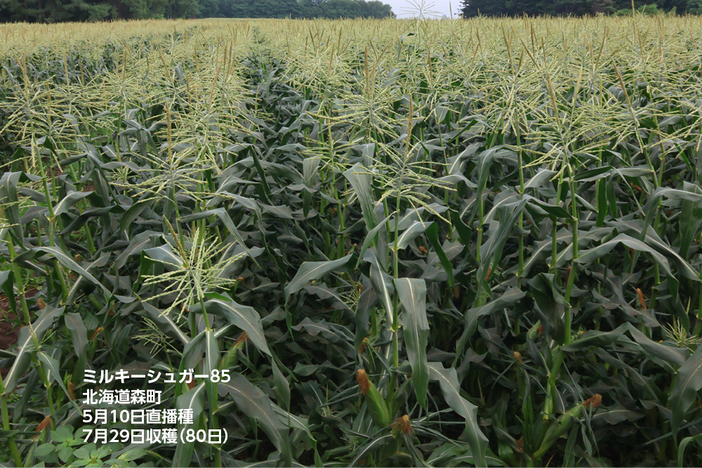 ミルキーシュガー85 露地直播