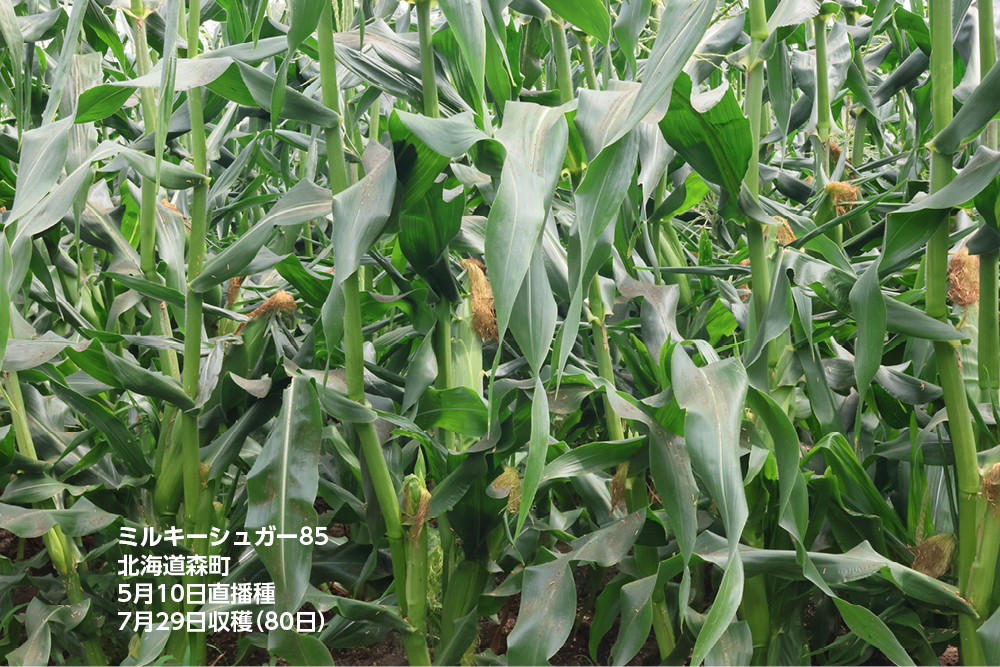 ミルキーシュガー85 露地直播