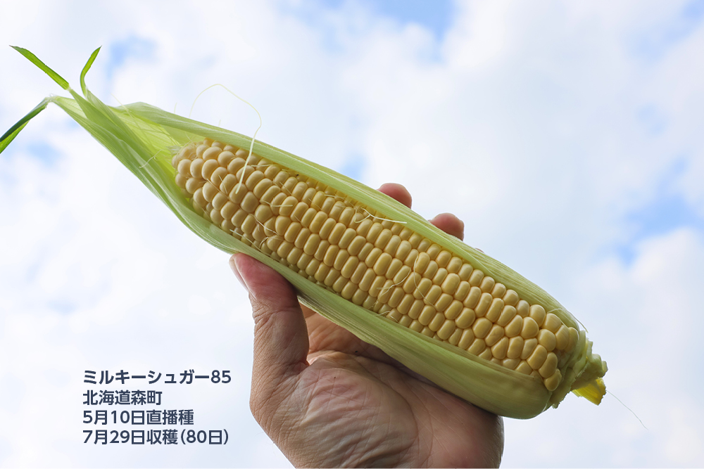 ミルキーシュガー85 露地直播