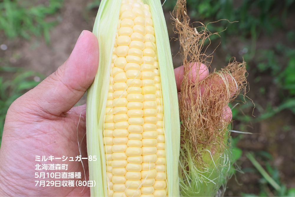 ミルキーシュガー85 露地直播