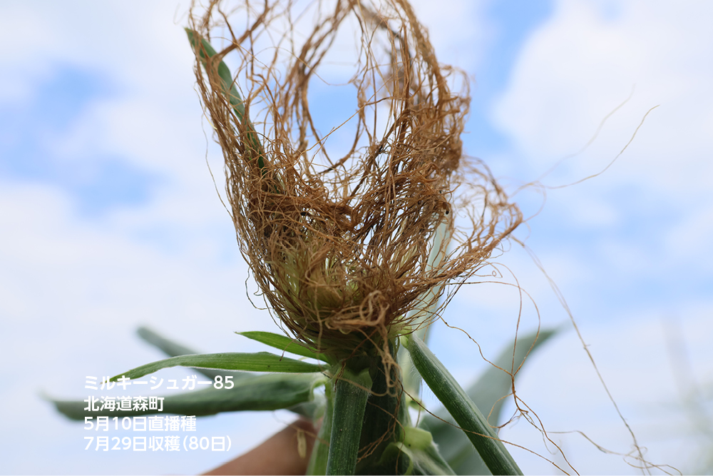 ミルキーシュガー85 露地直播