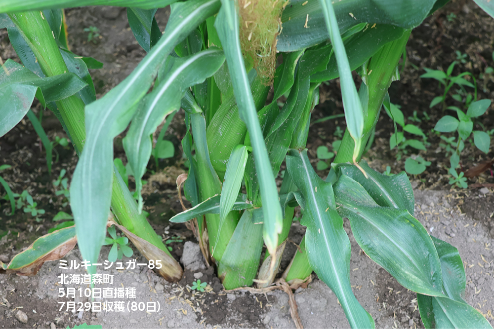 ミルキーシュガー85 露地直播