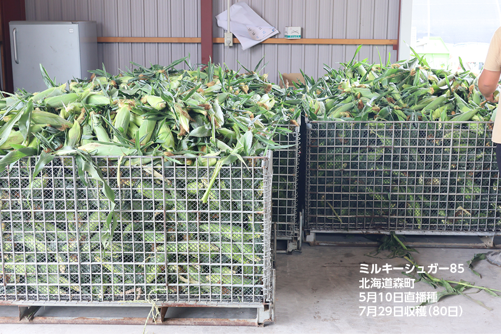 ミルキーシュガー85 露地直播