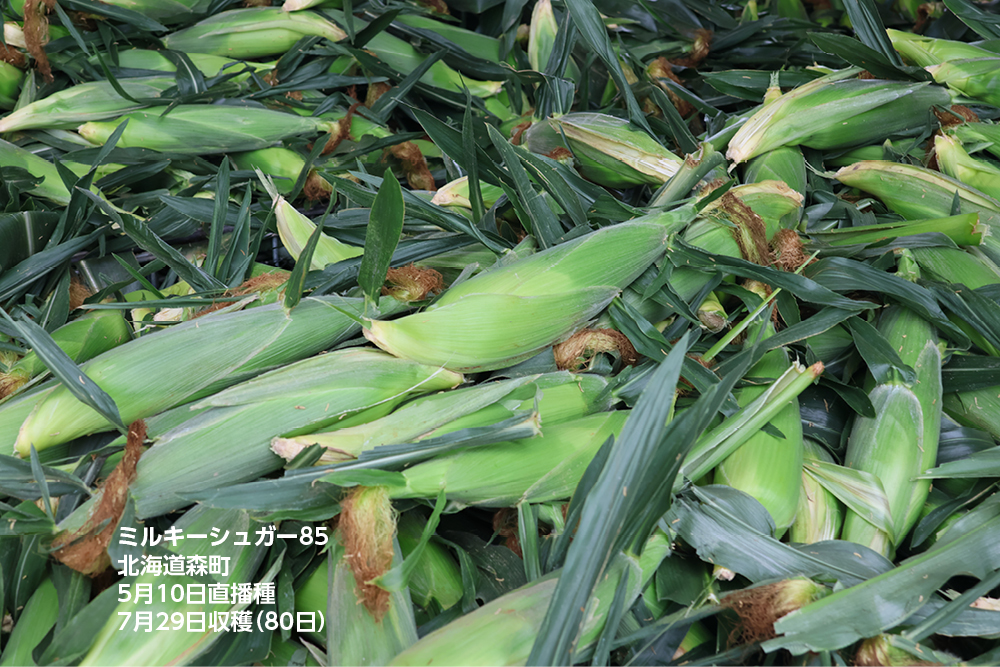 ミルキーシュガー85 露地直播