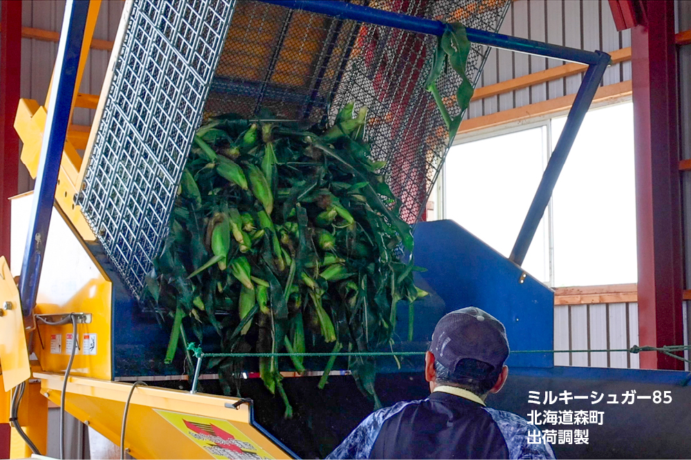 ミルキーシュガー85 露地直播