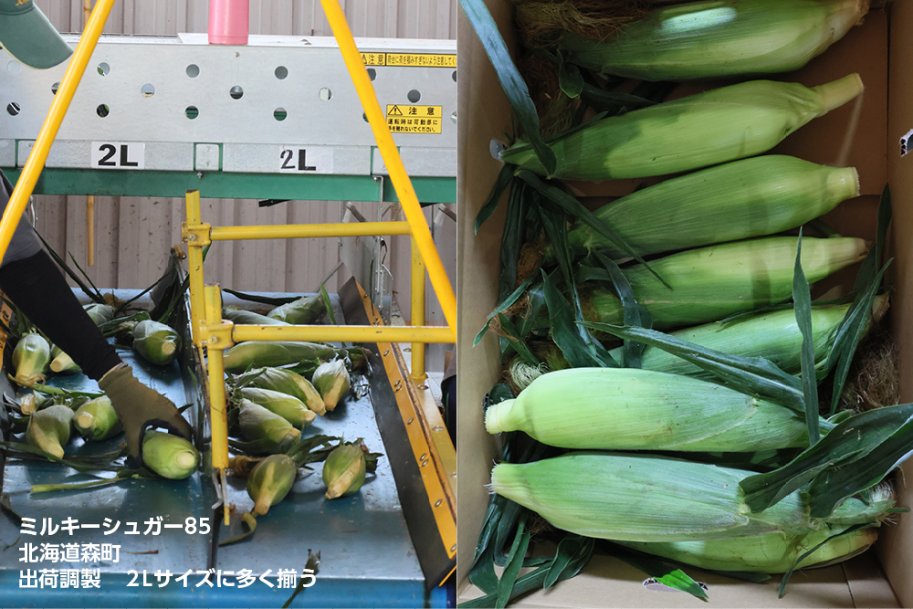 ミルキーシュガー85 露地直播