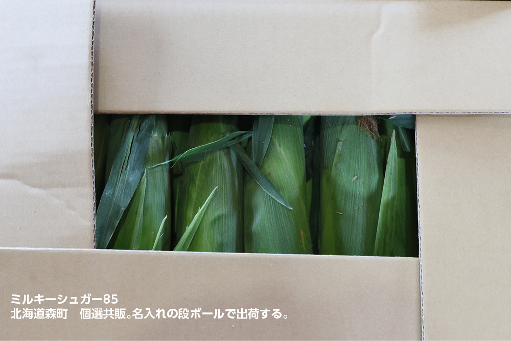 ミルキーシュガー85 露地直播