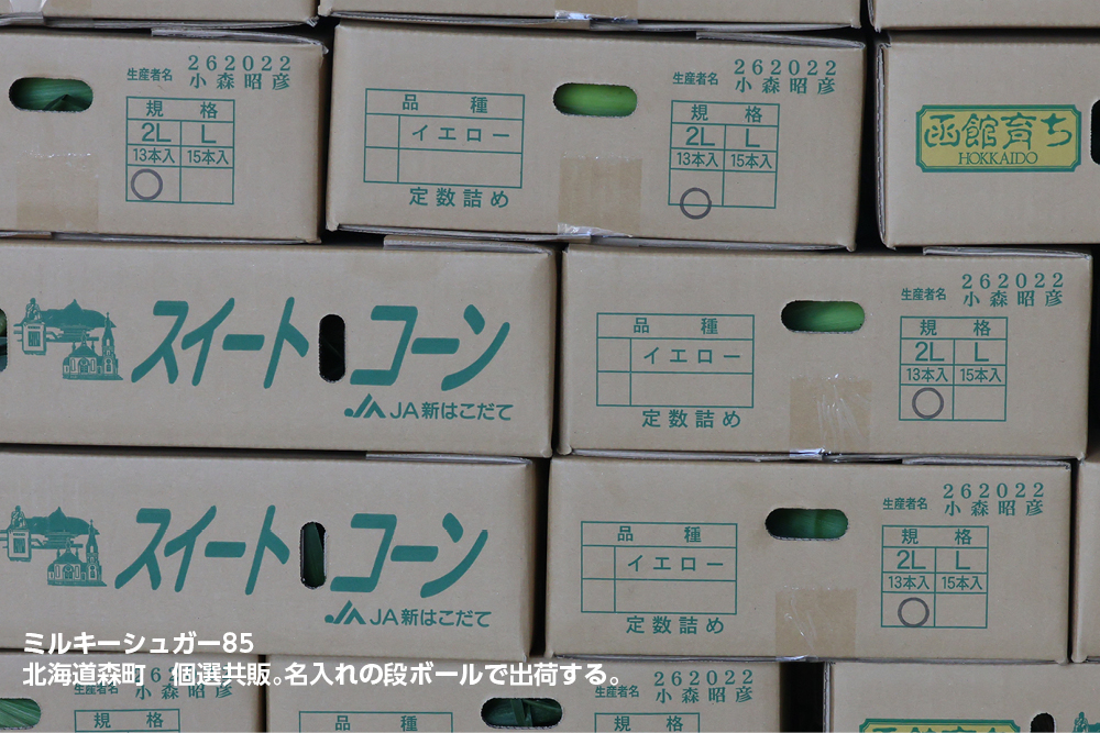 ミルキーシュガー85 露地直播