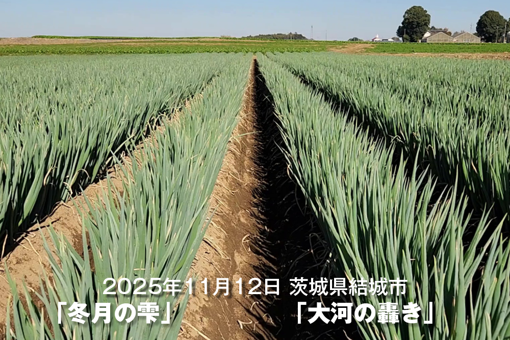 5月27日にヤンマーの定植機で7cm間隔に3株定植