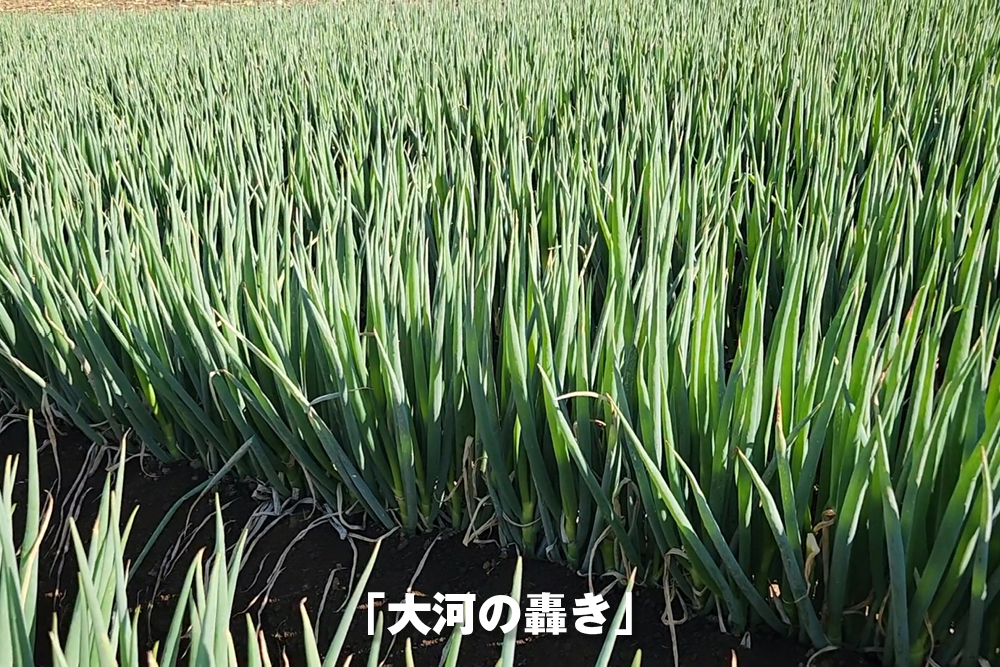 2025年11月12日