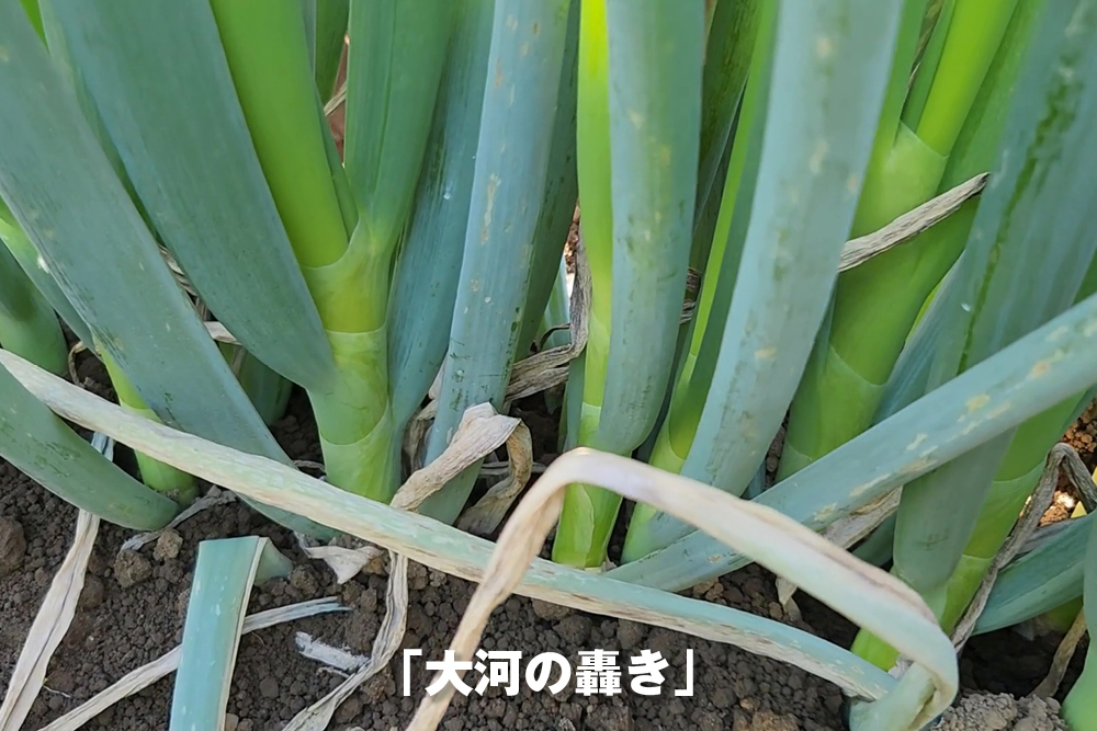 2025年11月12日