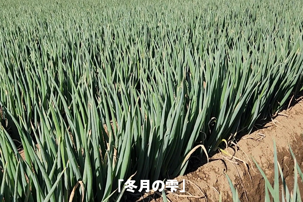2025年11月12日