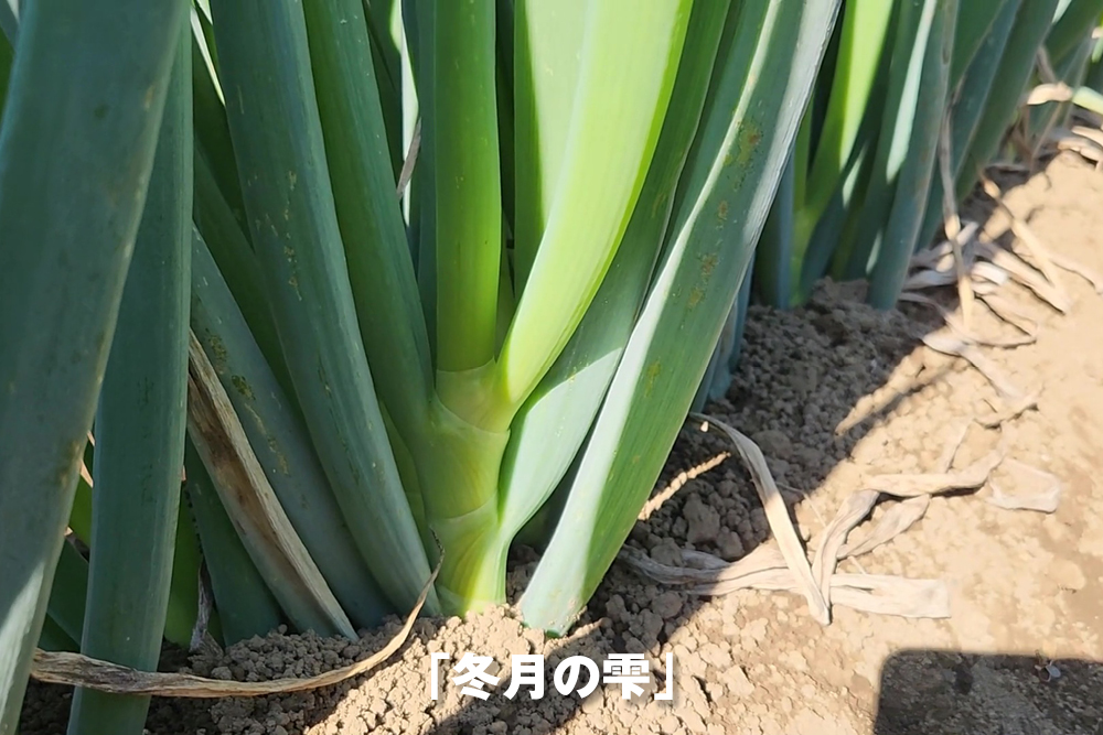 2025年11月12日