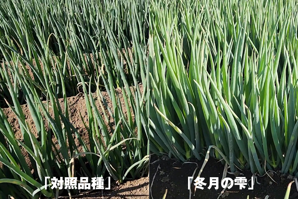 2025年11月12日