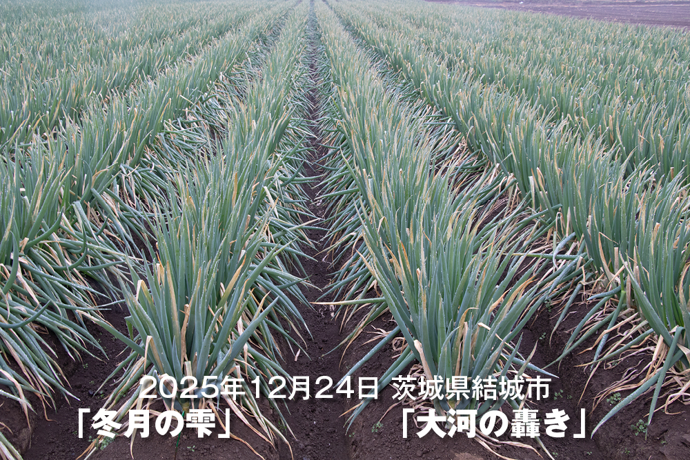 2025年12月24日