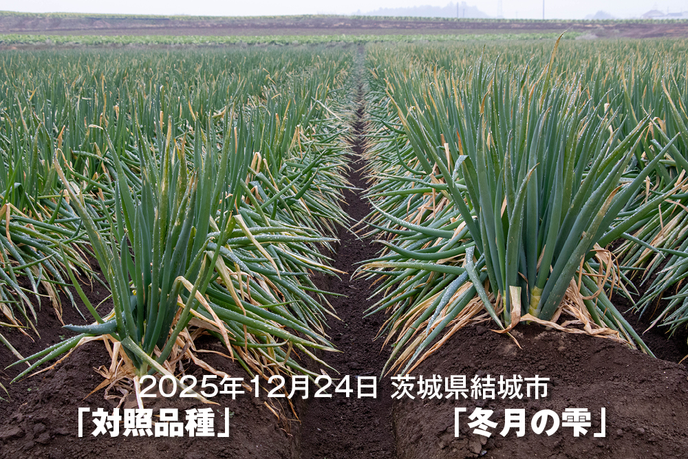 2025年12月24日