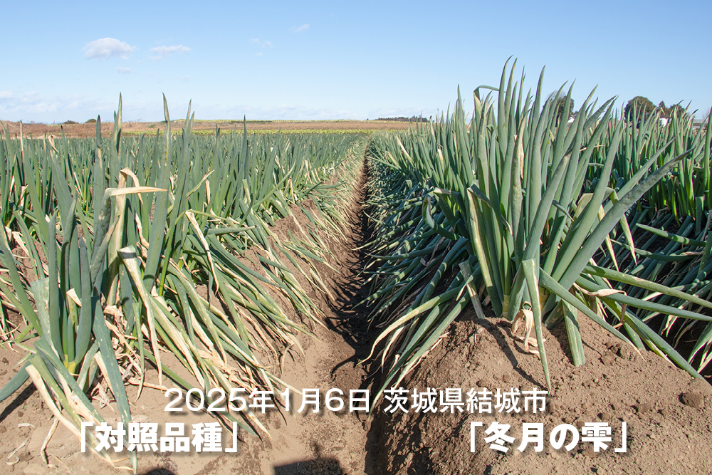 2026年1月6日