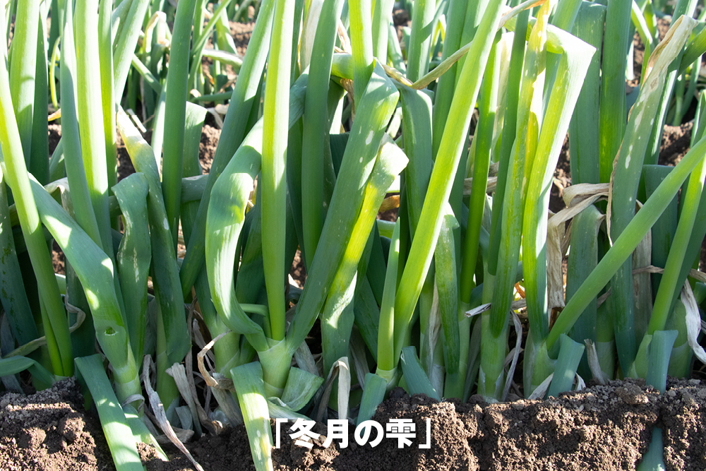2026年1月6日