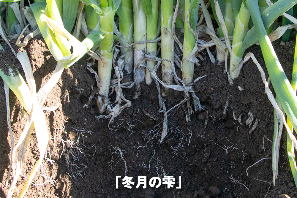 2026年1月6日