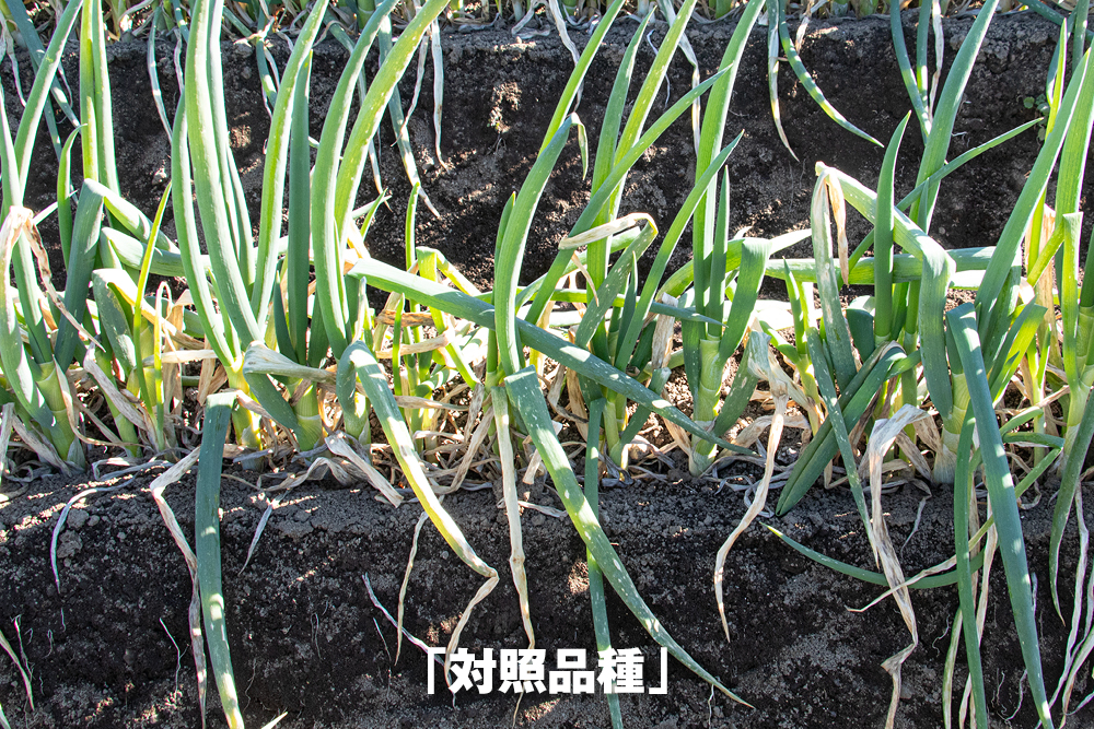 2026年1月6日