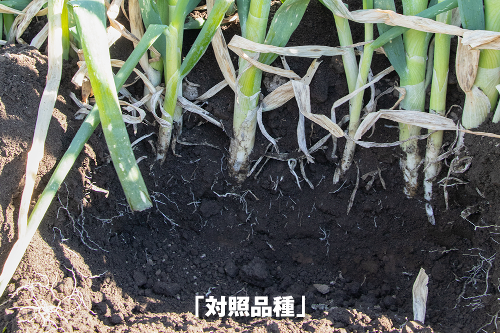 2026年1月6日